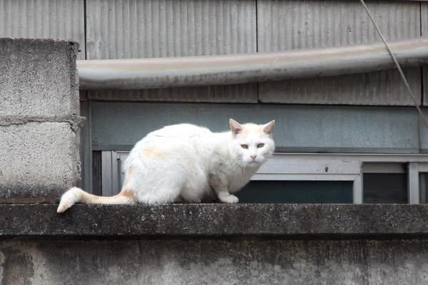 ビーグル きなこ