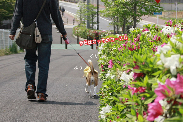 ビーグル きなこ