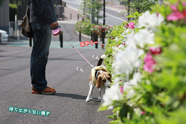 ビーグル きなこ