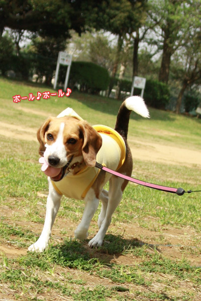ビーグル きなこ