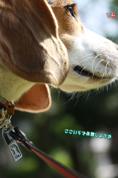 ビーグル きなこ