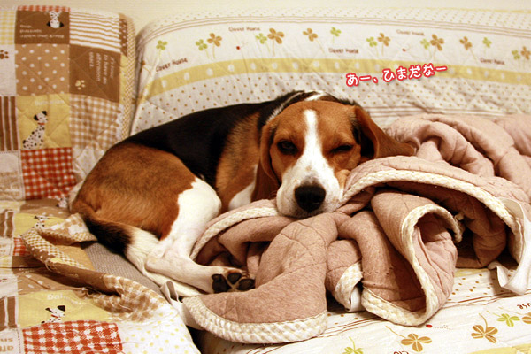 ビーグル　きなこ