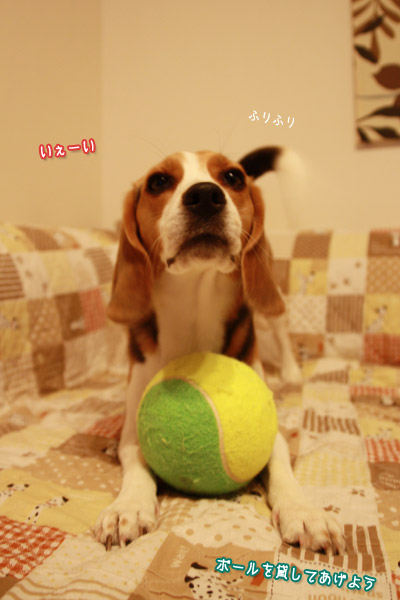 ビーグル　きなこ