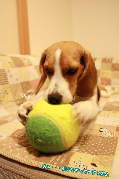 ビーグル　きなこ
