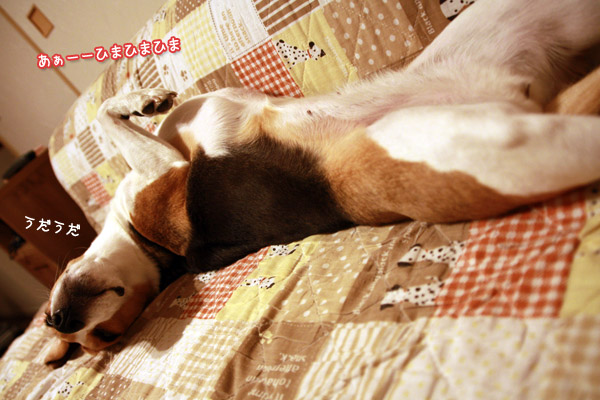 ビーグル　きなこ