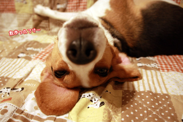 ビーグル　きなこ