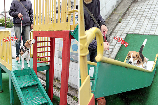 ビーグル きなこ