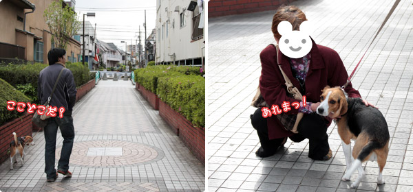 ビーグル きなこ