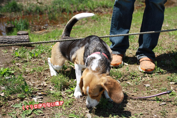 ビーグル きなこ
