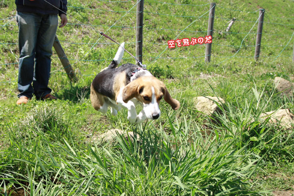 ビーグル きなこ