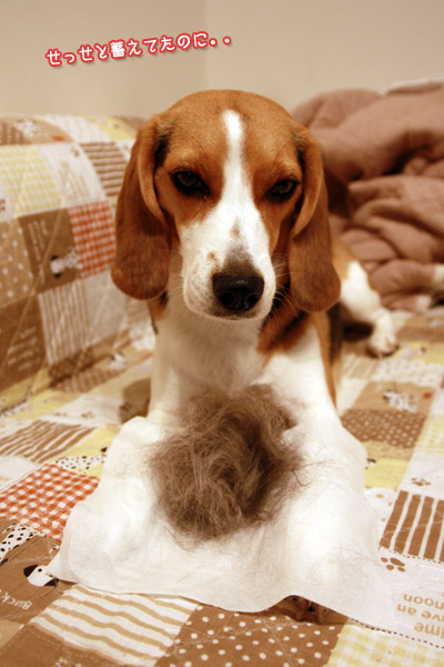 ビーグル きなこ