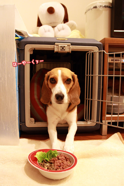 ビーグル きなこ