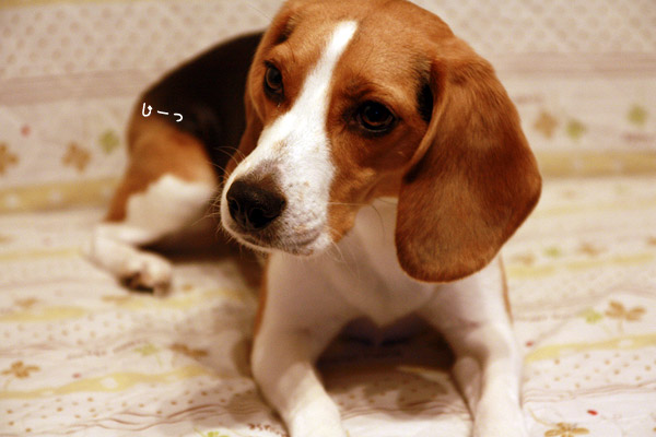 ビーグル きなこ