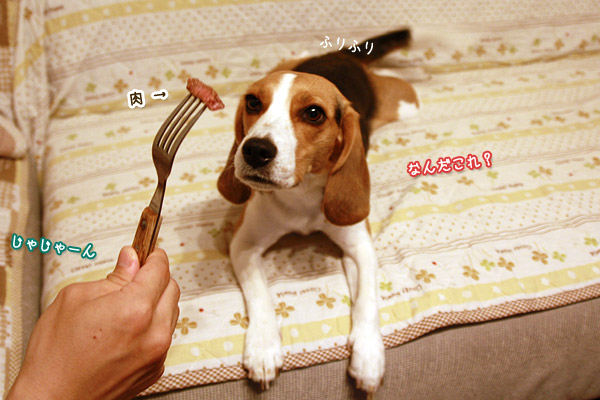 ビーグル きなこ
