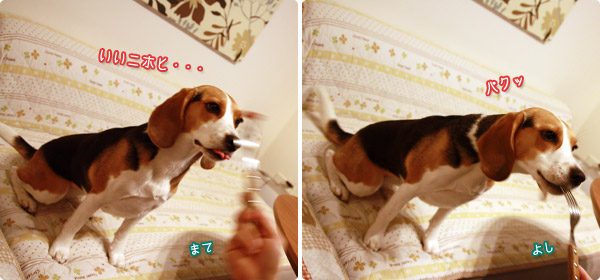 ビーグル きなこ
