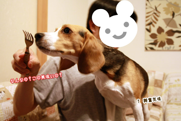 ビーグル きなこ