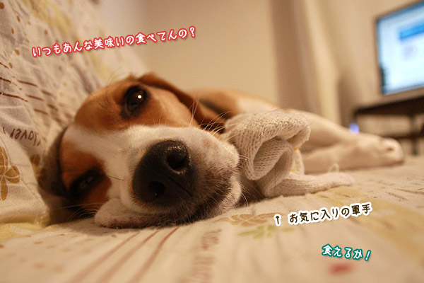 ビーグル きなこ