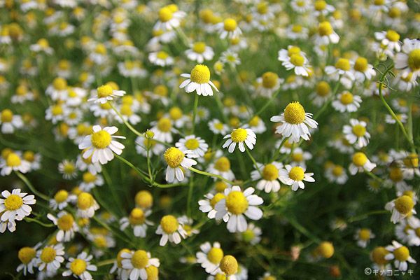 ビーグル きなこ