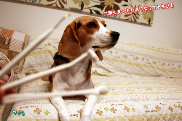 ビーグル　きなこ