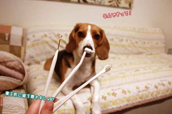 ビーグル　きなこ