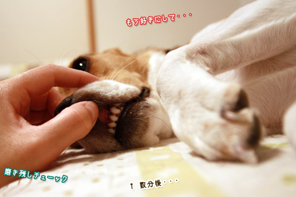 ビーグル　きなこ