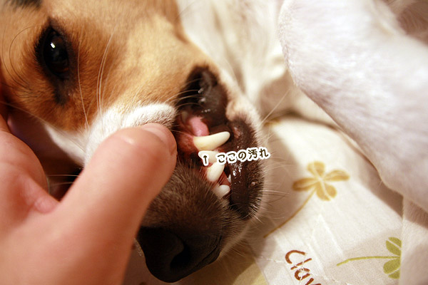 ビーグル　きなこ