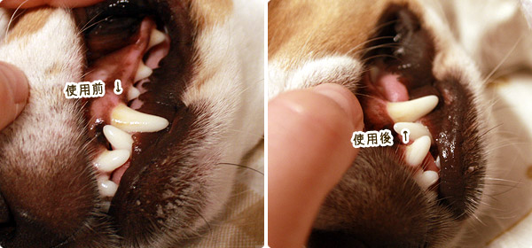 ビーグル　きなこ