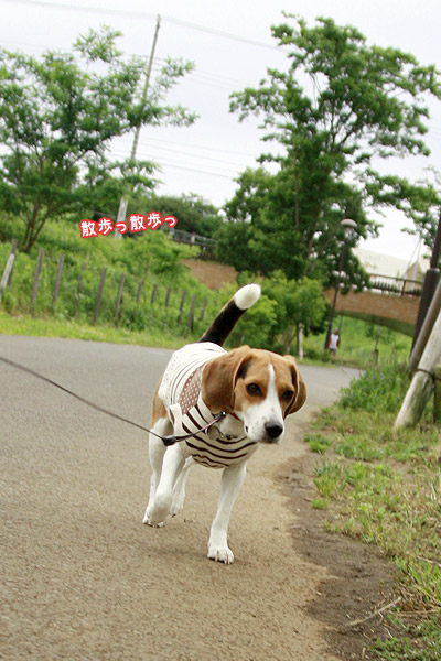 ビーグル　きなこ