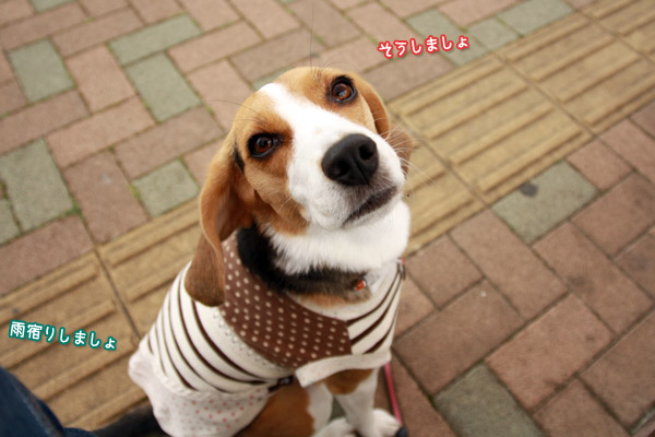 ビーグル　きなこ