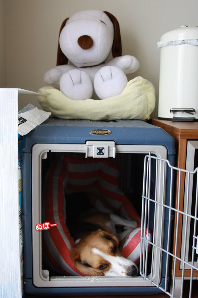 ビーグル きなこ