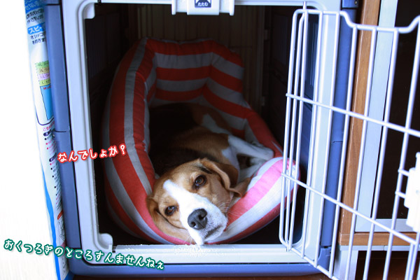 ビーグル きなこ