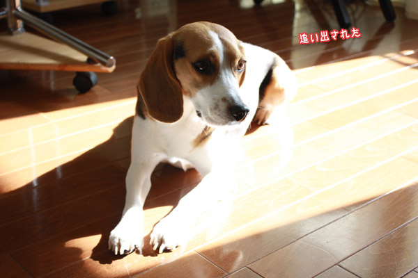 ビーグル きなこ