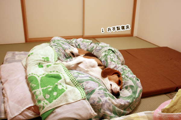 ビーグル きなこ