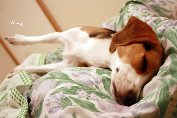 ビーグル きなこ