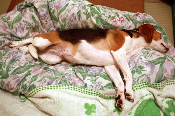 ビーグル きなこ