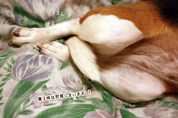 ビーグル きなこ