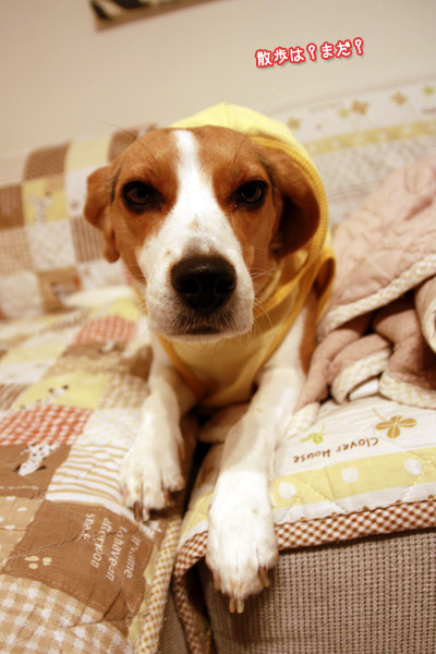 ビーグル きなこ