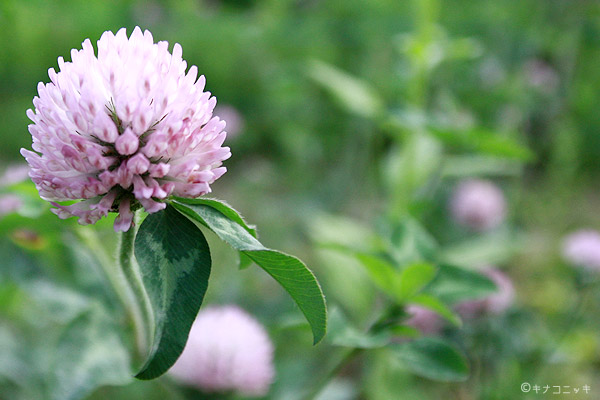 ビーグル きなこ