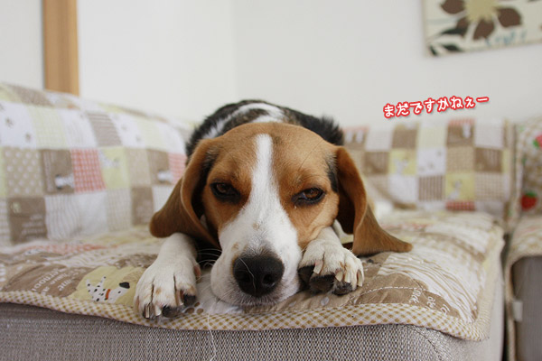 ビーグル きなこ