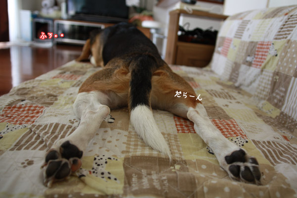 ビーグル きなこ