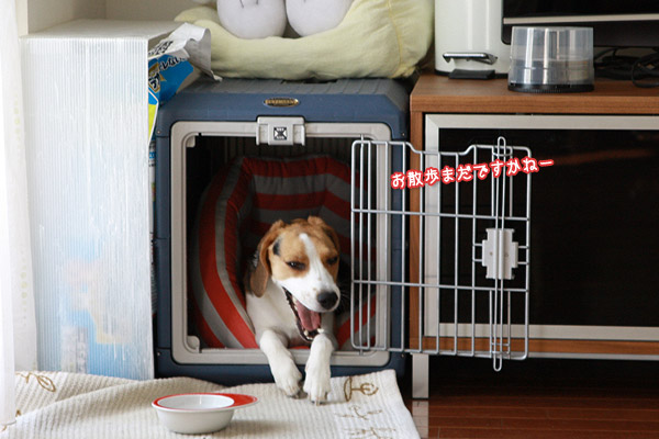 ビーグル きなこ