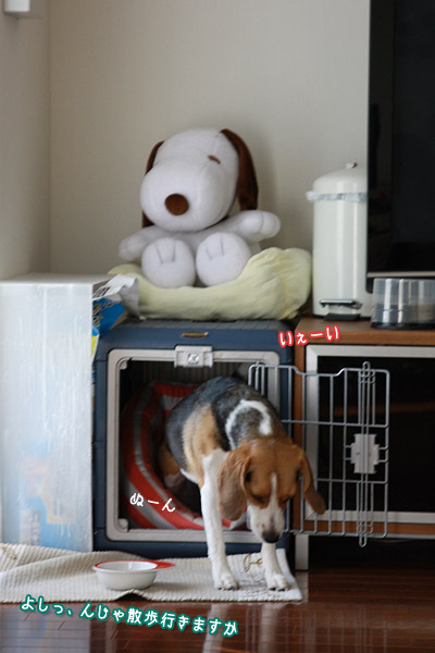 ビーグル きなこ