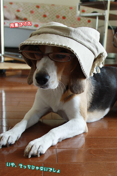 ビーグル きなこ