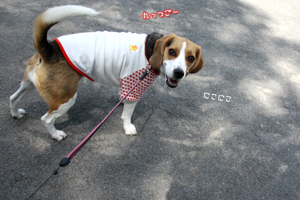 ビーグル きなこ