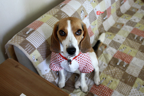 ビーグル きなこ