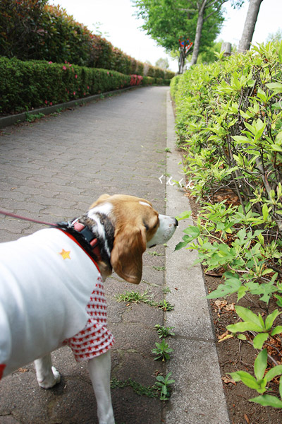 ビーグル きなこ