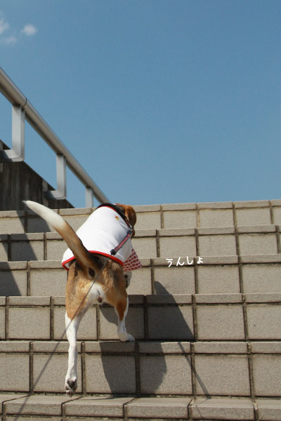 ビーグル きなこ