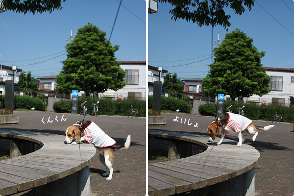 ビーグル きなこ