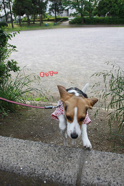 ビーグル きなこ