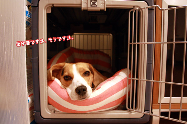 ビーグル きなこ